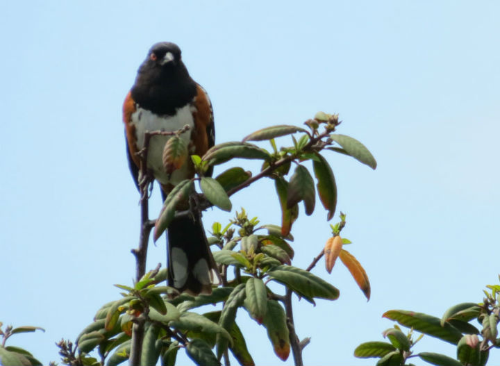 Rufous-sided Towhee